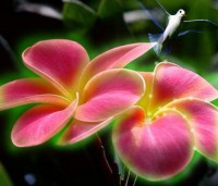 /album/graphics/untitled-jpg2/